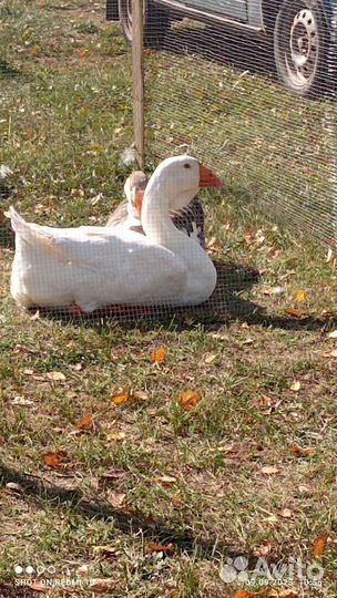 Гуси Холмогоры