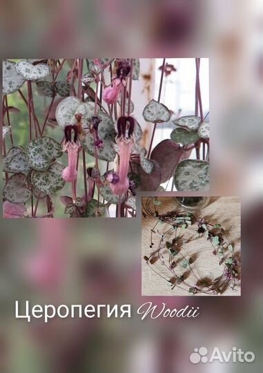 Разные комнатные растения