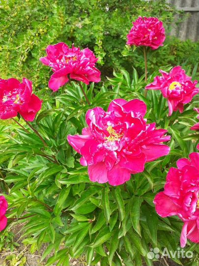 Корешки многолетних цветов