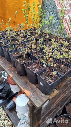 Жимолость Синяя Птица