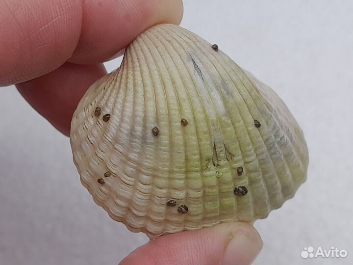 Теодоксусы (Theodoxus fluviatilis) Аквакультура