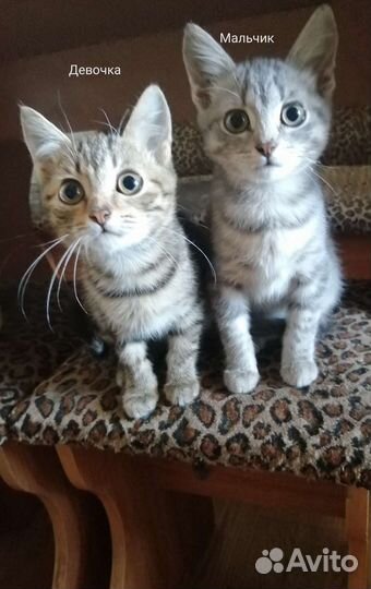 Котята в дар