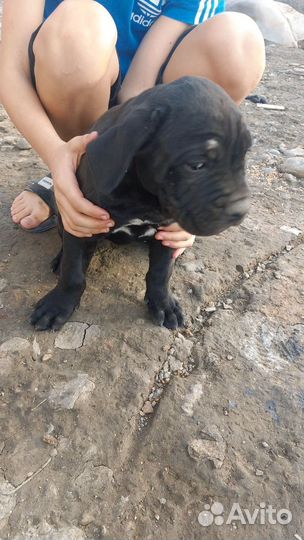 Щенки кане корсо