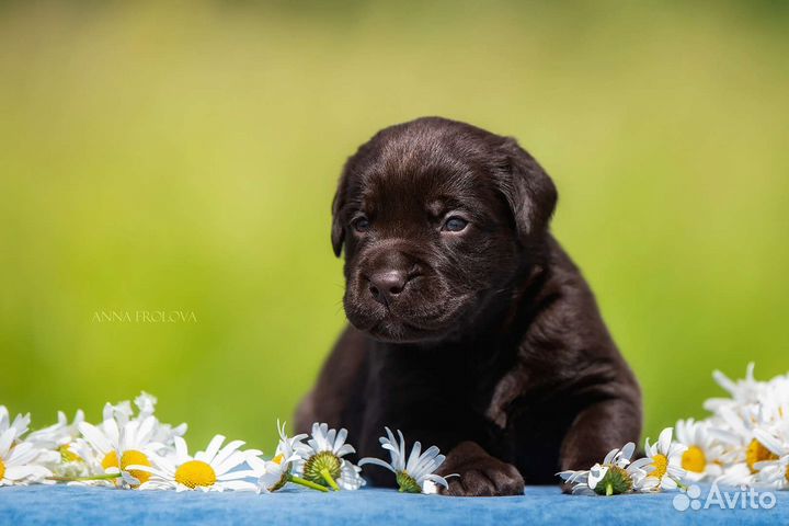 Щенки лабрадора
