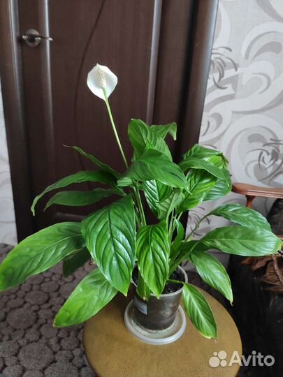 Спатифиллум цветущий