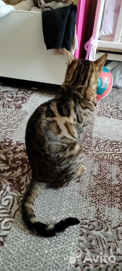 Бенгальская кошка
