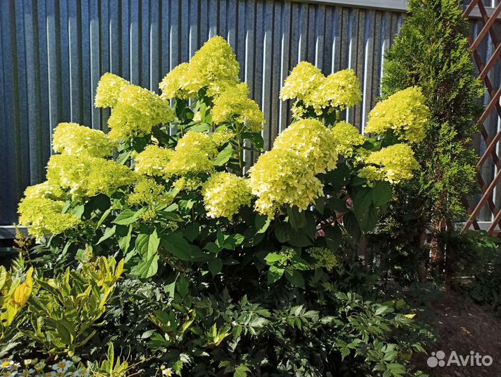 Гортензия Скайфол, Лайм лайт, жемчужина фестиваля