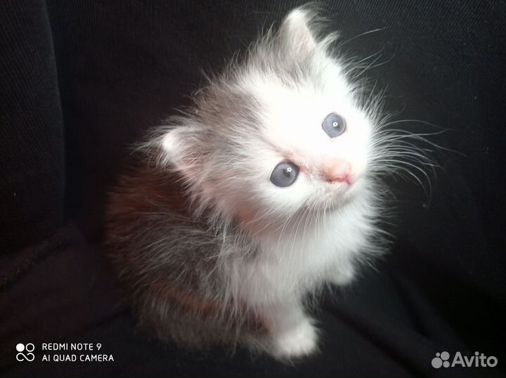 Котёнок Цезарь