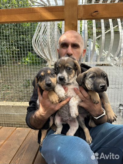 Щенки маленькой породы