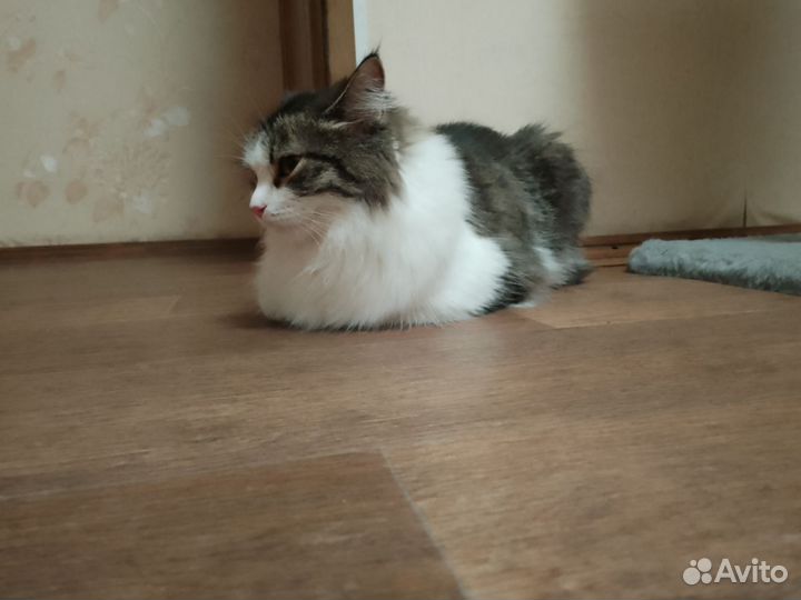 Кошк в добрые руки