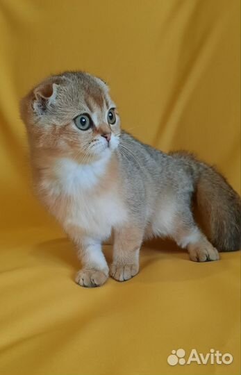 Шотландские котята