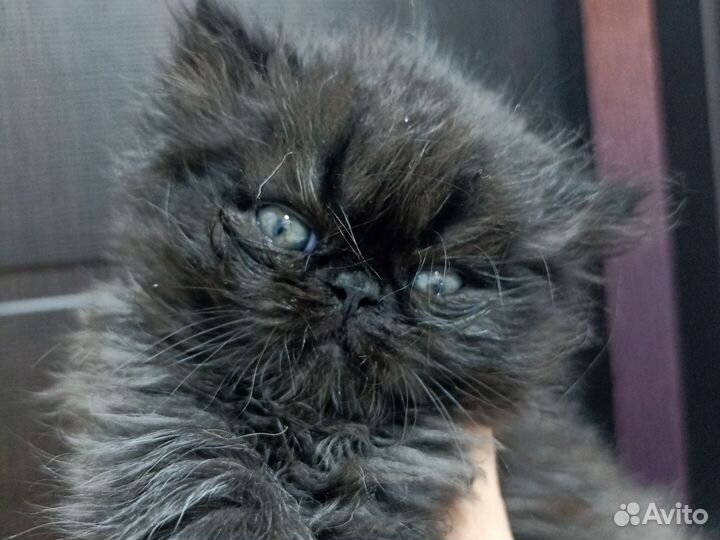 Персидские котята