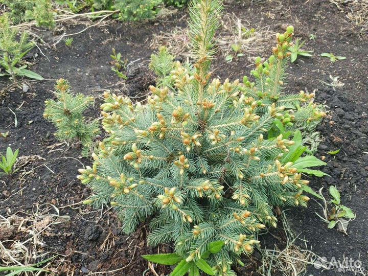 Саженцы ель голубая Глаука
