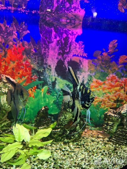 Аквариум 150л с рыбками и комплектующими