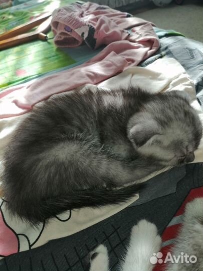 Продам британских котят вислоушек
