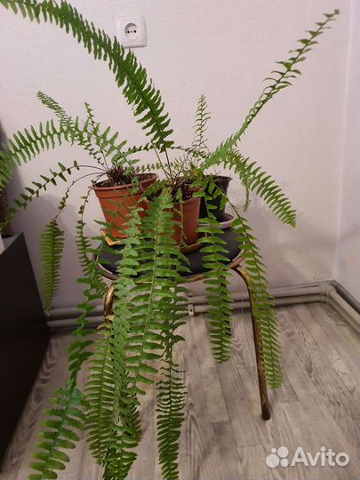 Филодендрон Селло Голд Сатин, Адиантум, Папоротник