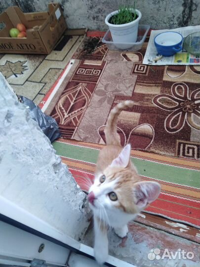 Отдам котенка