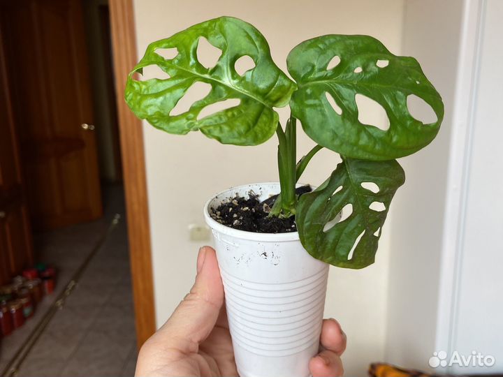 Монстера манки