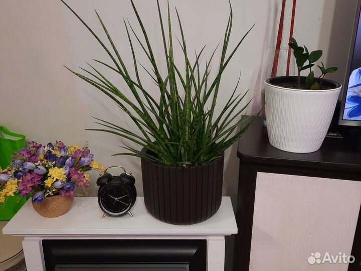 Сансевиерия цилиндрическая