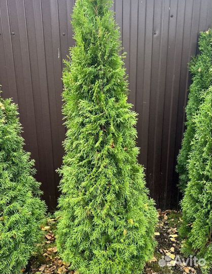 Туя Смарагд