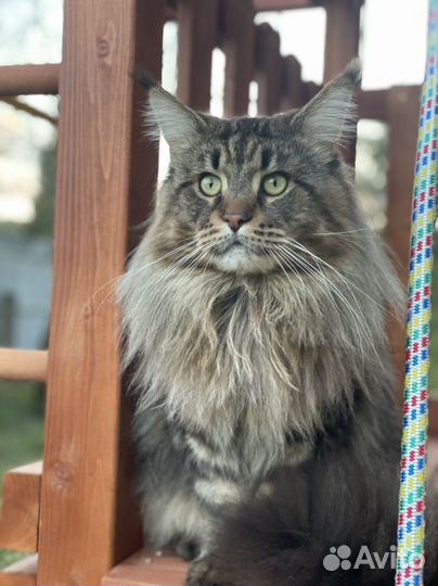 Ищем кошку для вязки