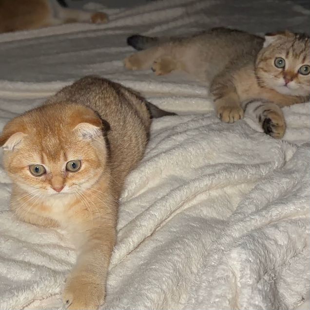 Шотландский вислоухий короткошёрстный котёнок