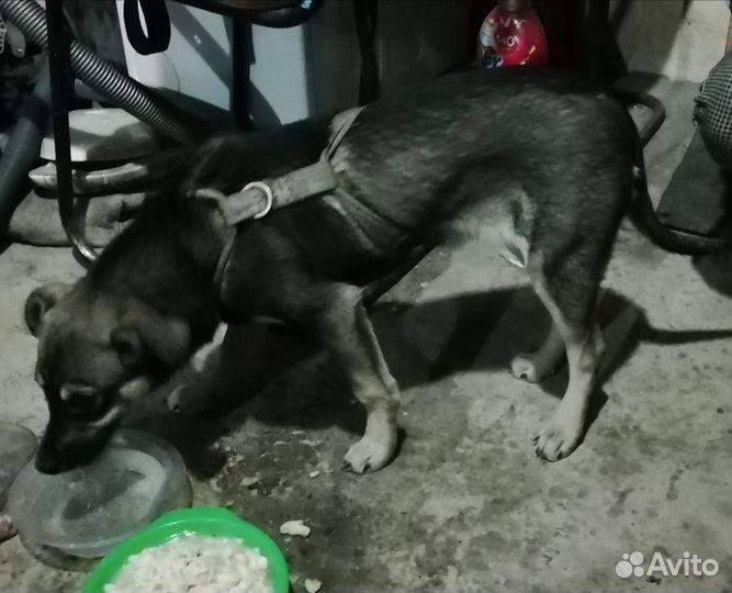 Собачку в добрые руки