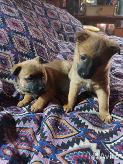 Бельгийская овчарка