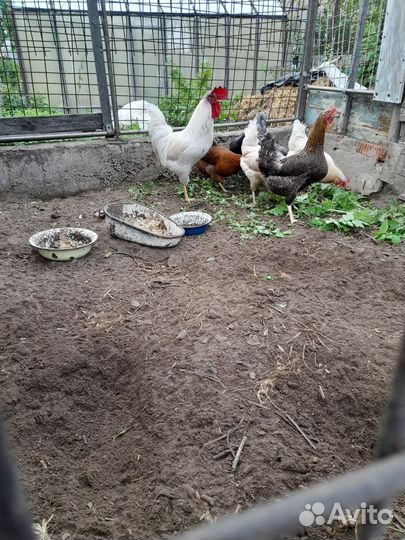 Куры несушки