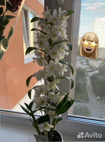 Орхидея дендробиум нобиле, или благородный