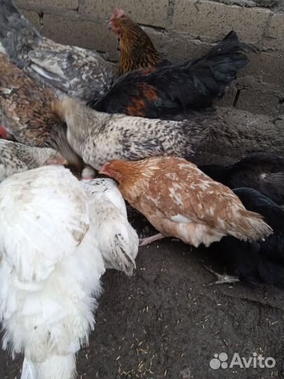 Куры, петухи