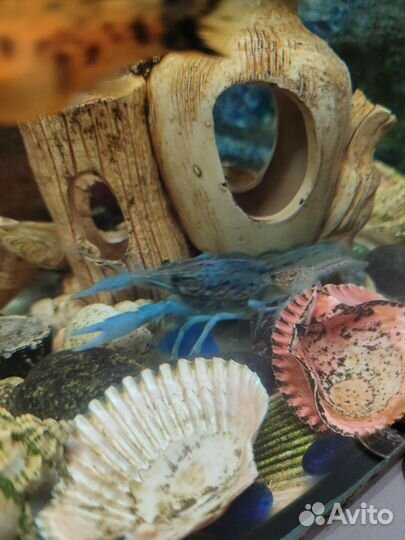 Голубые аквариумные раки