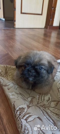 Щенки пекинеса