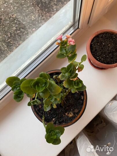 Комнатные растения цветы черенком обмен продажа
