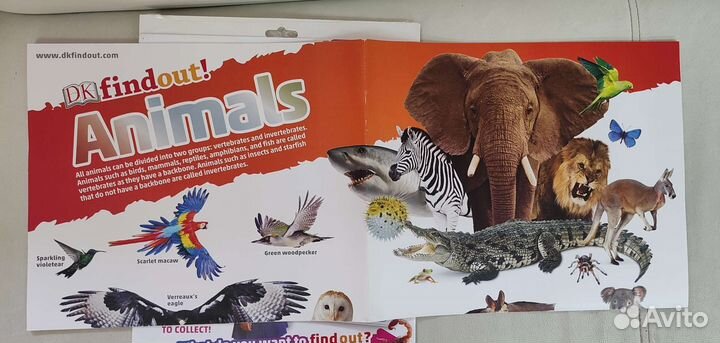 Постеры на английском DKfindout