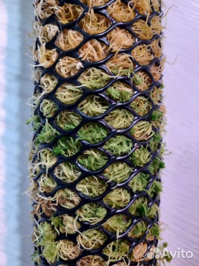 Тотем (опора) для лиан из живого мха