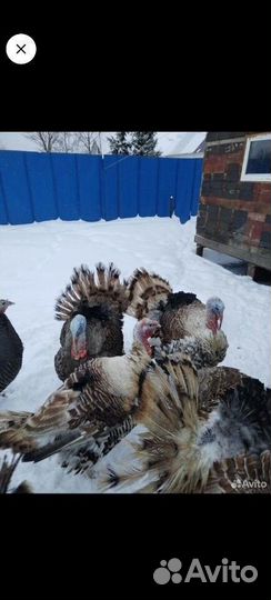 Индюшата, ия индейки