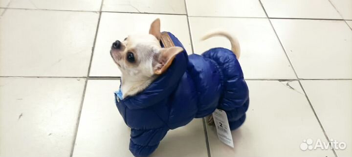 Вязка Чихуахуа