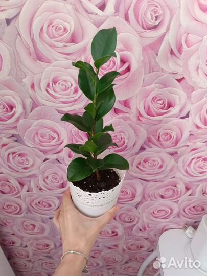 Фикус микрокарпа