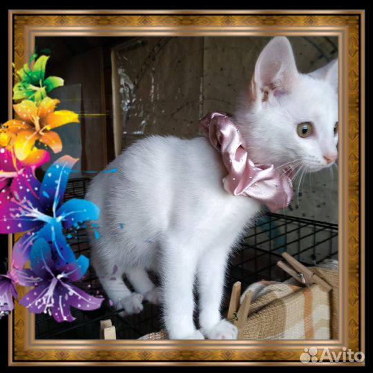 Хорошенький котенок
