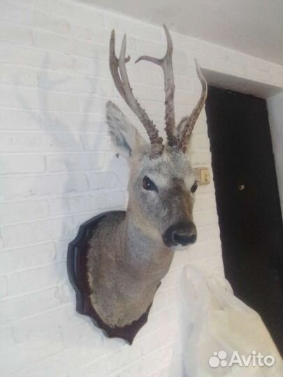 Чучела(выделка)