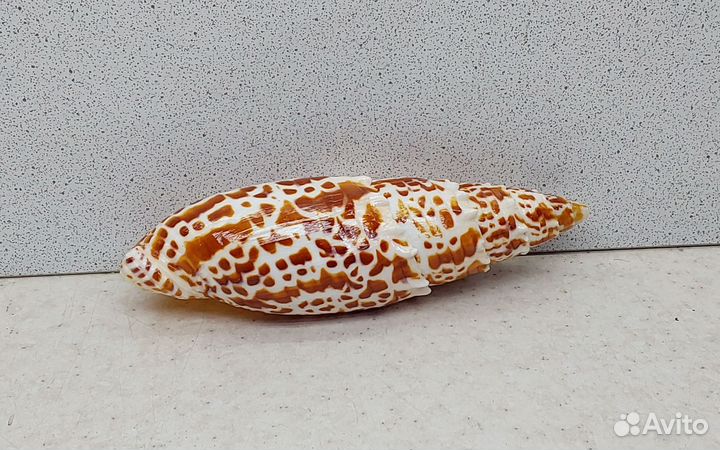 Митра Папалис 12 морская ракушка раковина