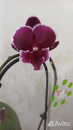 Фаленопсис биг лип