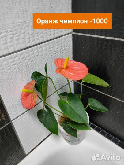 Антуриумы сортовые