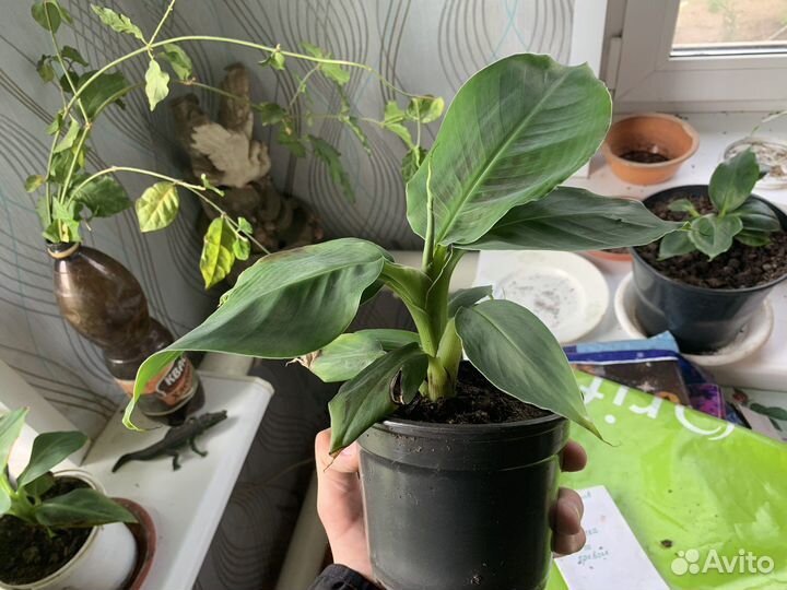 Карликовый банан