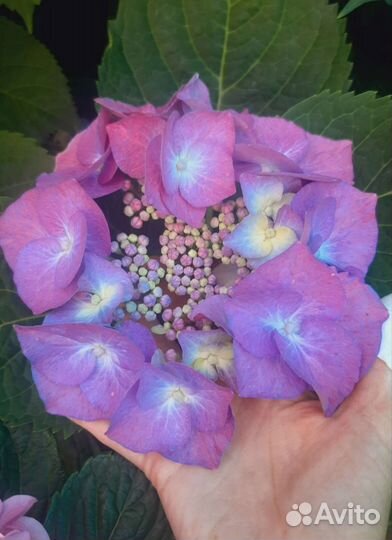 Гортензия крупнолистная саженцы