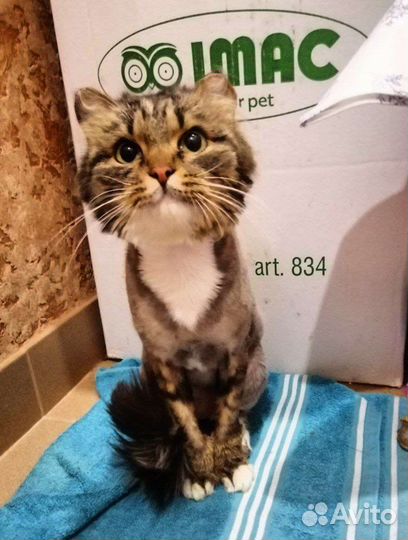 Котик Фишкин