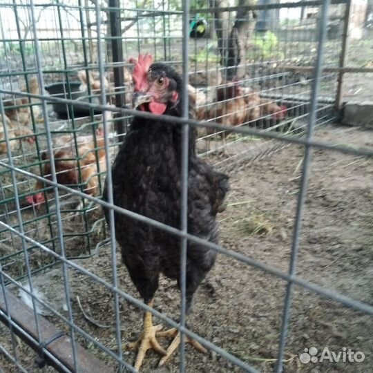 Молодые петушки