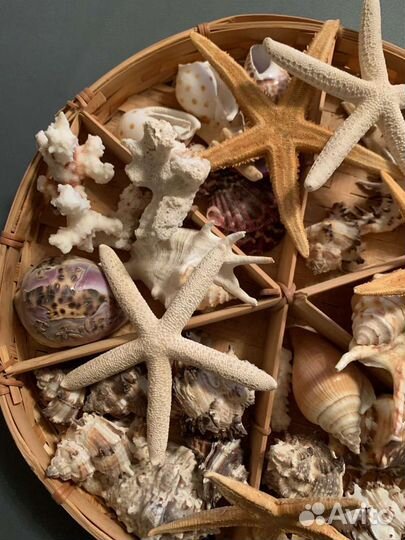 Набор ракушек, морских звезд