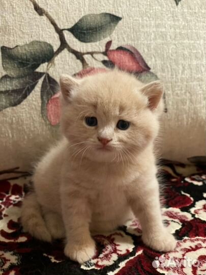 Котенок девочка в добрые руки